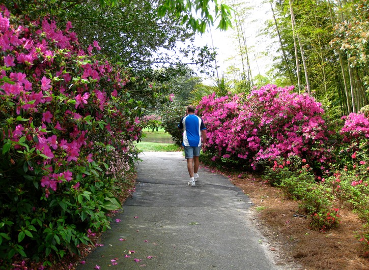 Azaleas everywhere