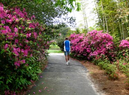 Azaleas everywhere