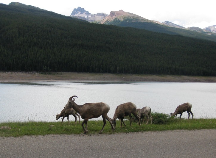 Big horn sheep family