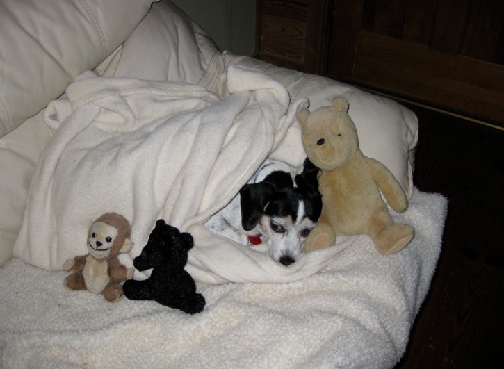 Blue all tucked in with friends