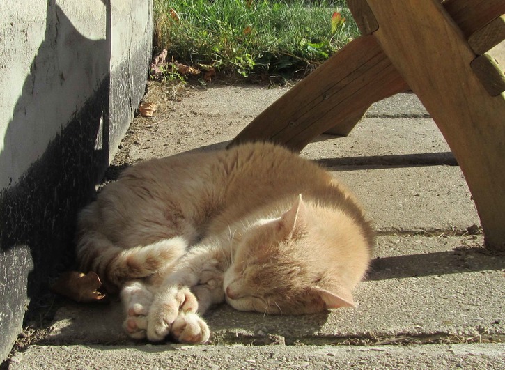 Catnappin in the sun