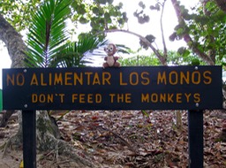 Don't feed the monkeys