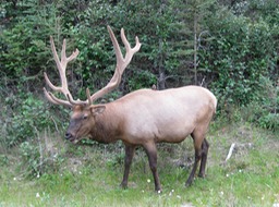 Elk on way into Jasper from Mt Rob.