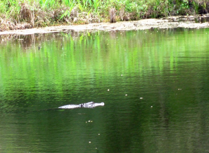 First gator