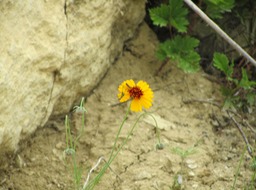 Grasshopper and chocolate daisy