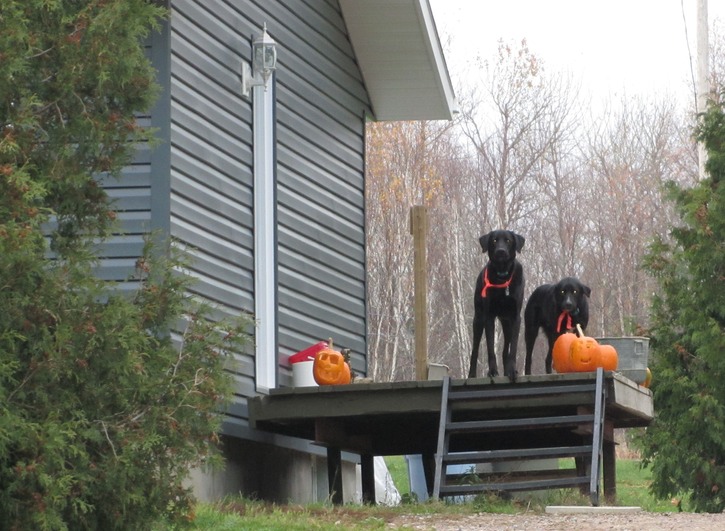 Hallowe'en hounds