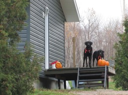 Hallowe'en hounds