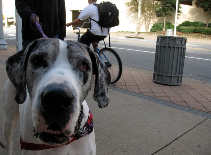 Harlequin dane