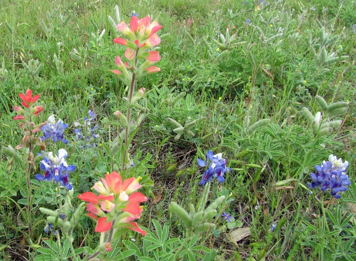 Indian paintbrush & Blue Bonnets