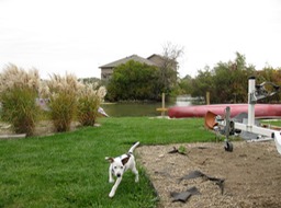 Max in the backyard