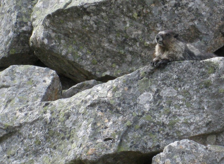 Mom Hoary Marmot