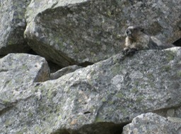 Mom Hoary Marmot