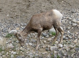 Momma Big Horn Sheep