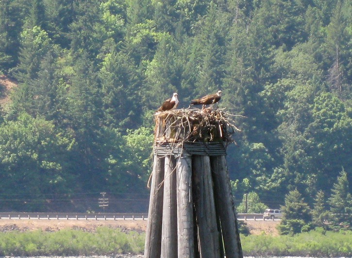 Osprey nest