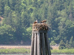 Osprey nest