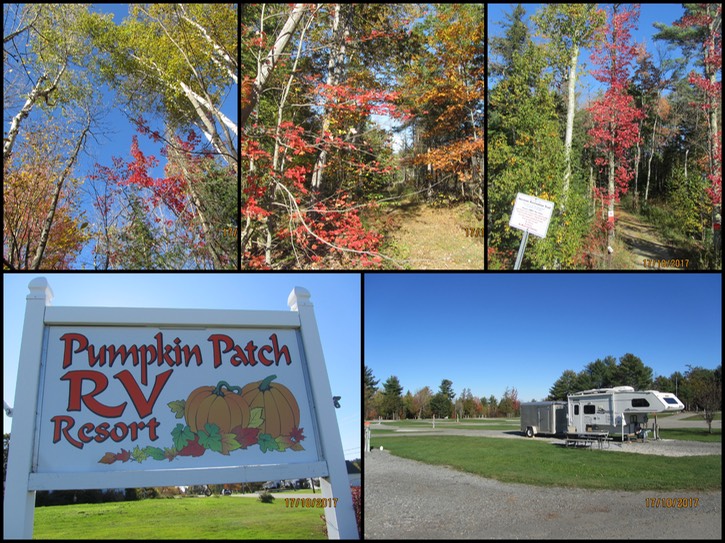 Pumpkin patch collage.jpg