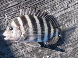 Sheepshead