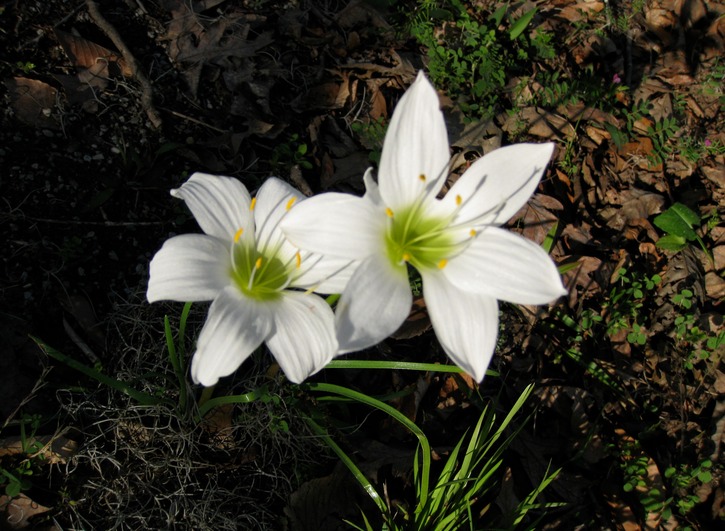 Spring flowers