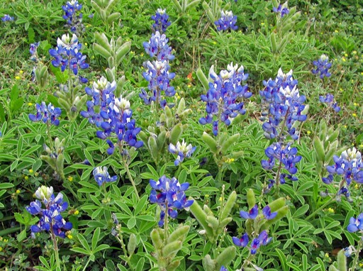 Texas Bluebonnets.jpg