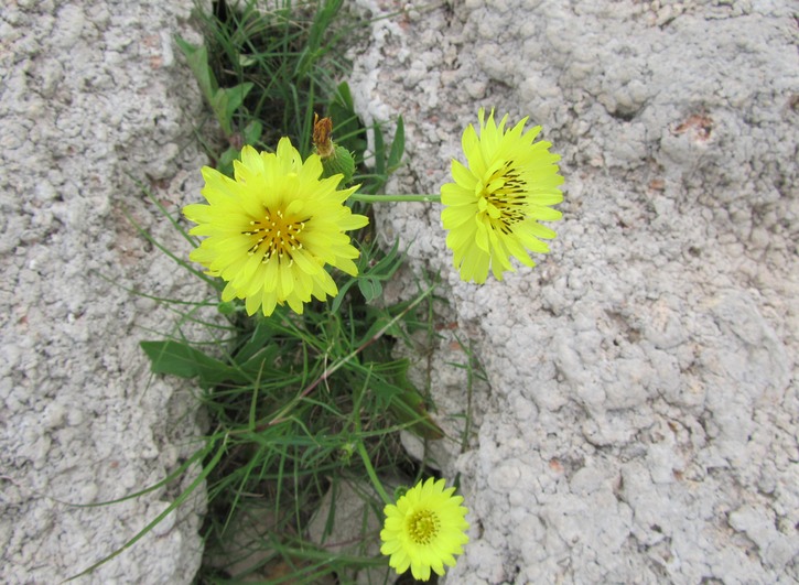 Texas Dandelion