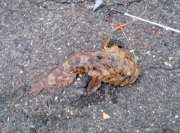 Toad fish