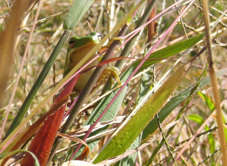 Tree frog2