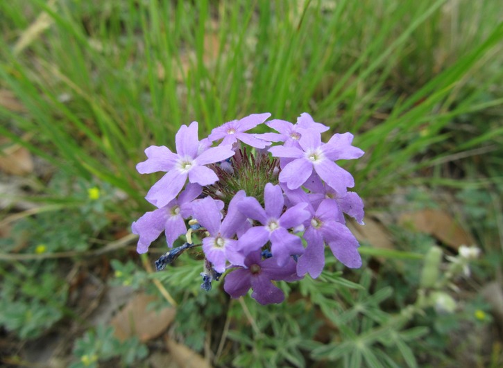 Verbena