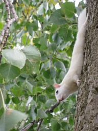 White Squirrel3.jpg