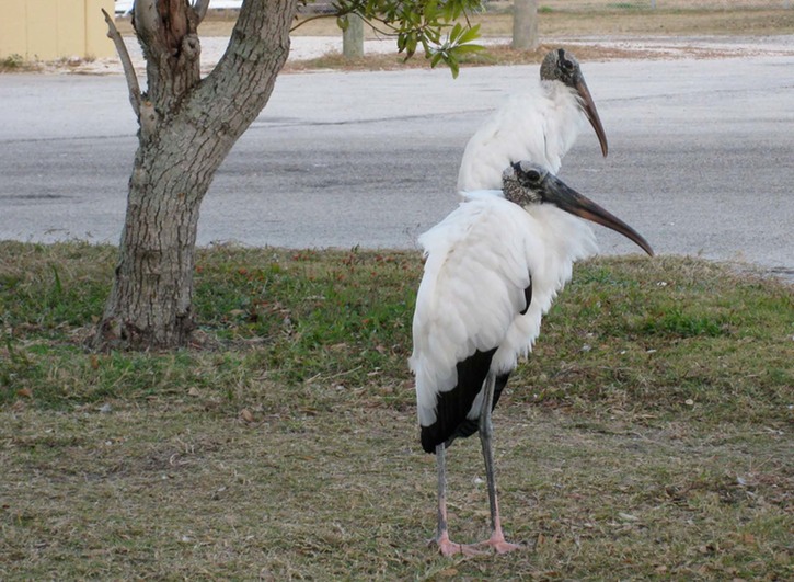 Woodstorks